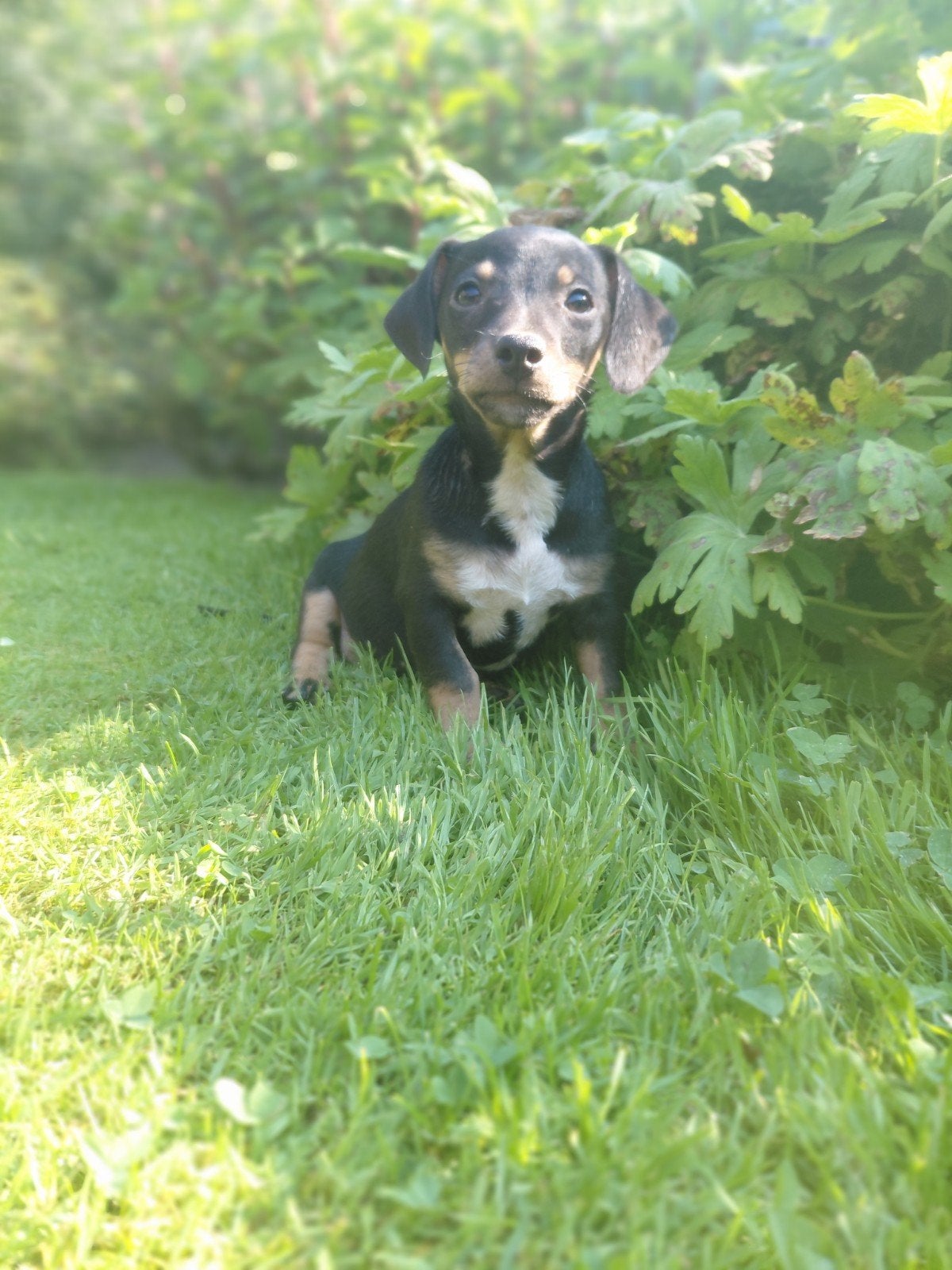 Super stoere jack russel pups !!!, Dieren en Toebehoren, Parvo, Jack Russell Terriër, 8 tot 15 weken, Meerdere