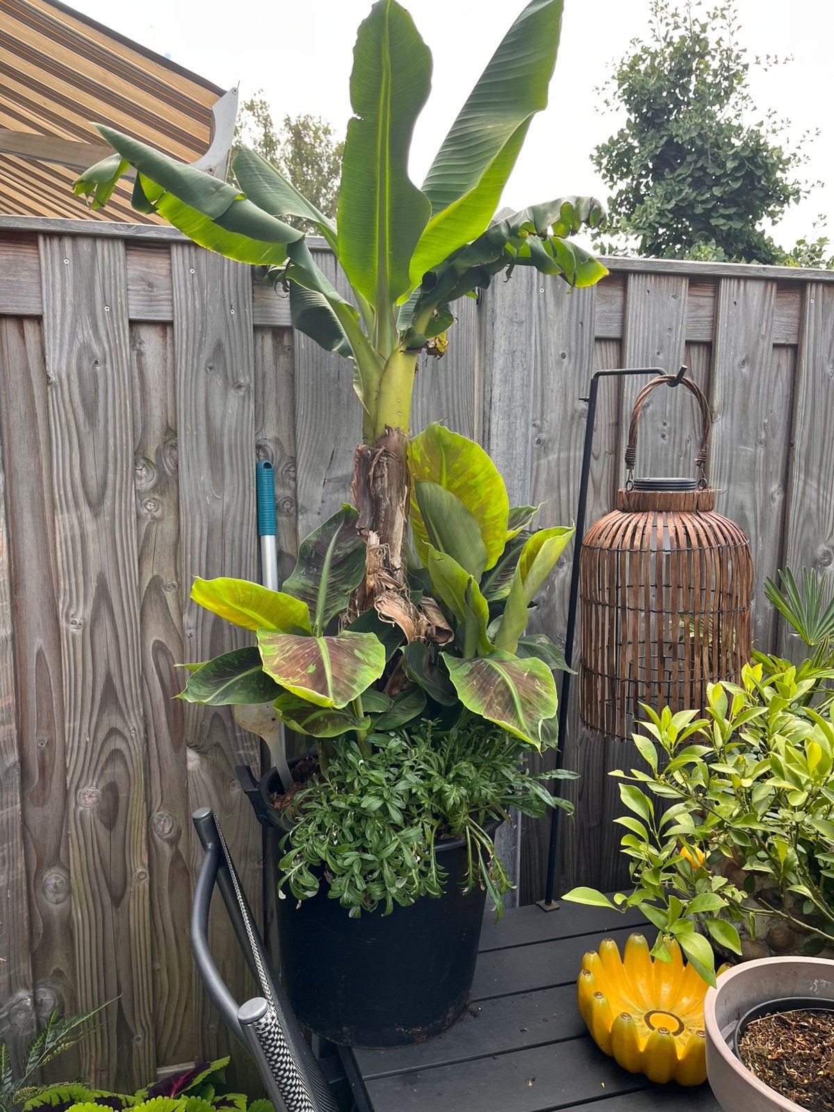 Grote bananenplant (Musa Dwarf Cavendish), Ophalen, Overige soorten, Volle zon