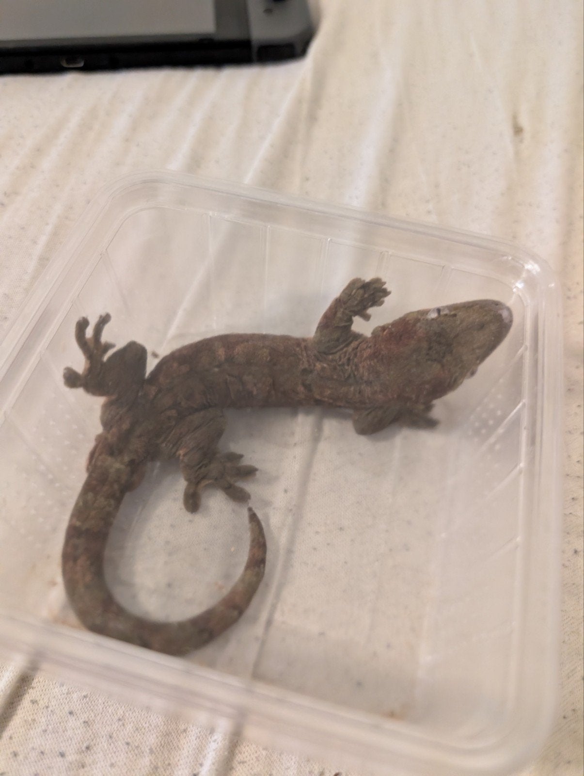 Rhacodactylus chahoua 1.0, Dieren en Toebehoren, Hagedis, Tam, 0 tot 2 jaar