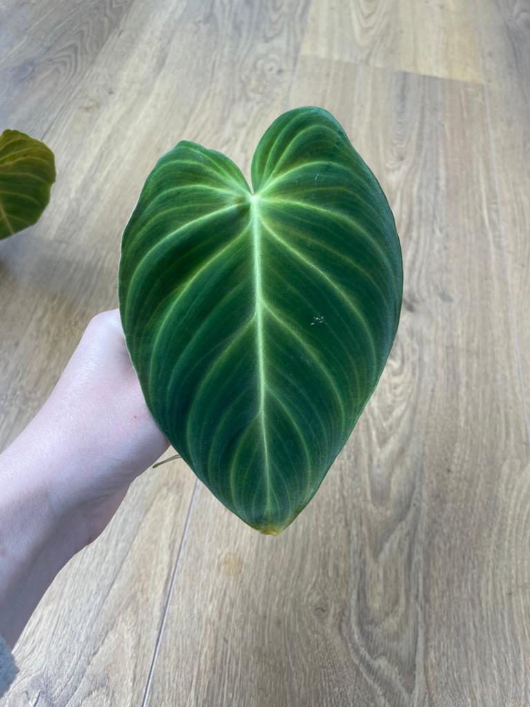 Gewortelde philodendron splendid stekken geactiveerde node, Ophalen of Verzenden, Klimplanten, Halfschaduw