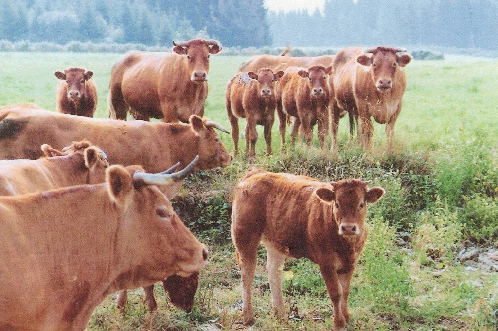 Groep koeien in Frankrijk met Franse poestzegel 339, Verzenden, 1980 tot heden, Gelopen, Overige soorten