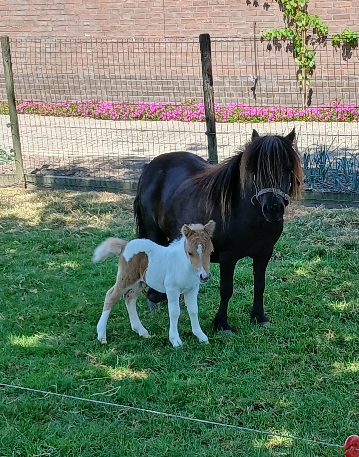 te koop een smoky Black merrie met prachtig bont veulen, Merrie, A pony (tot 1.17m), Met stamboom, 7 tot 10 jaar