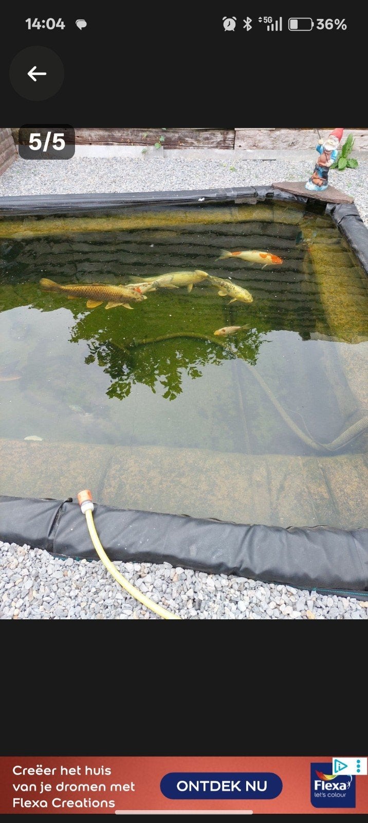 koi karpers, Ophalen
