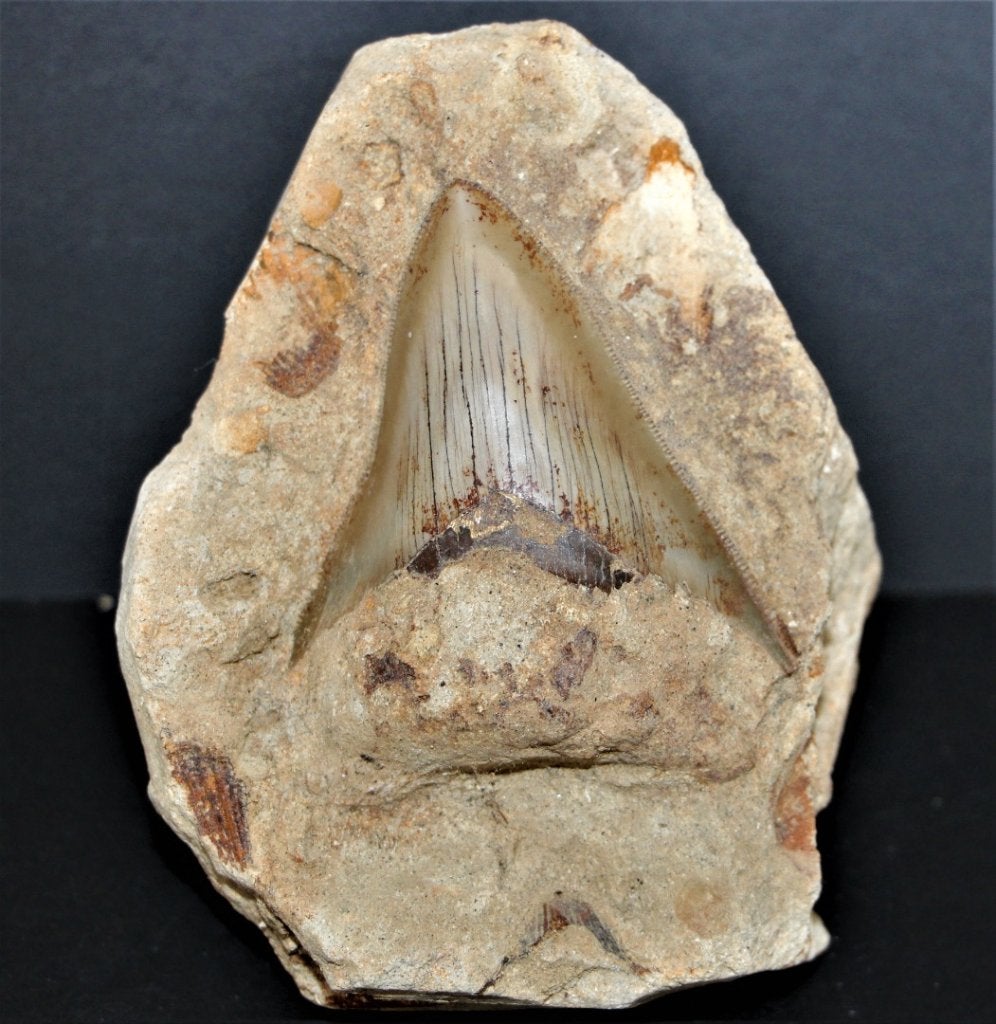 Megalodon in matrix, Ophalen of Verzenden, Fossiel