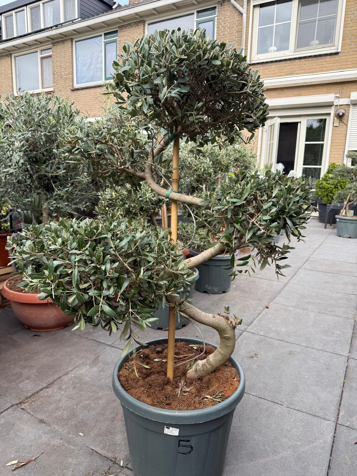 Olijfbomen Pon Pon, Tuin en Terras, Ophalen of Verzenden, Volle zon, Olijfboom, 100 tot 250 cm