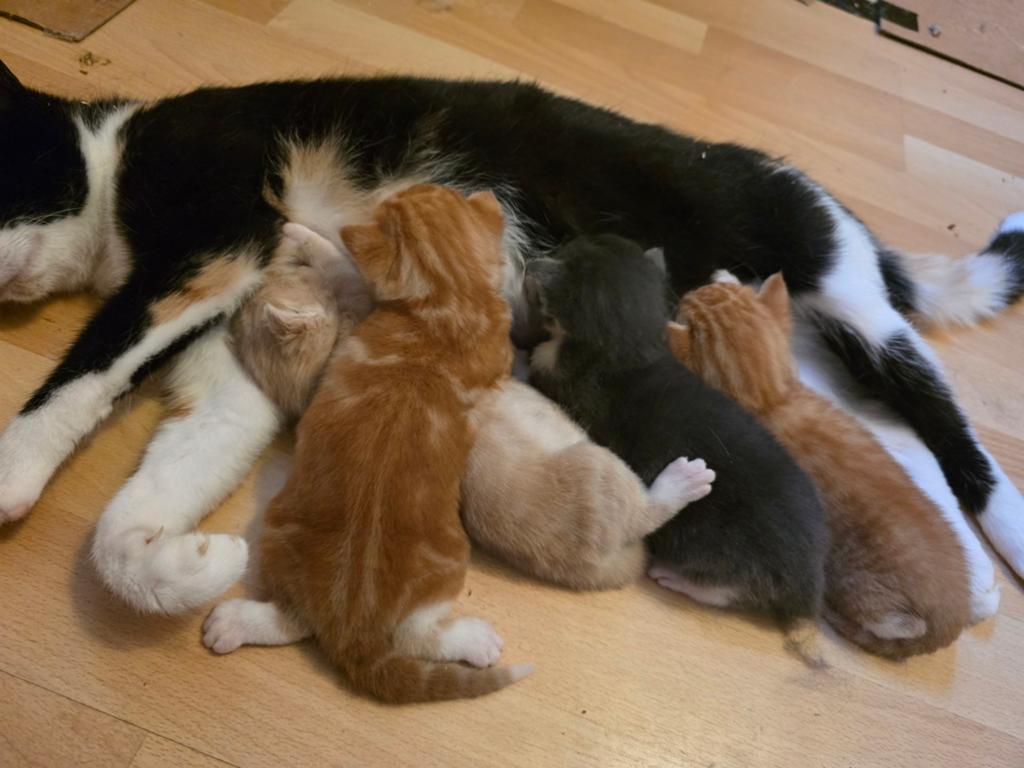 Kittens