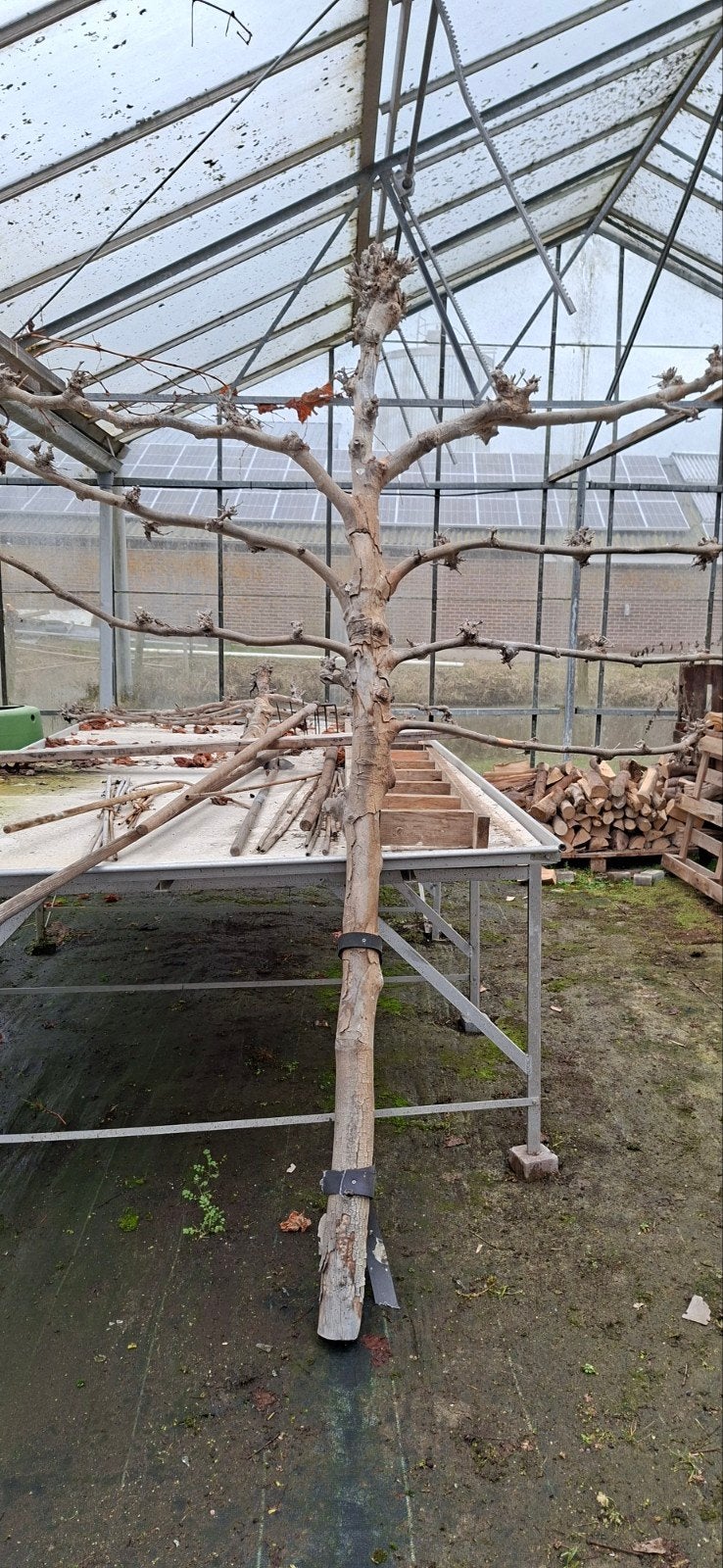 2 grote, afgezaagde leilindes voor decoratie, Tuin en Terras, Planten | Bomen, Bloeit niet, Leiboom, 250 tot 400 cm, Ophalen