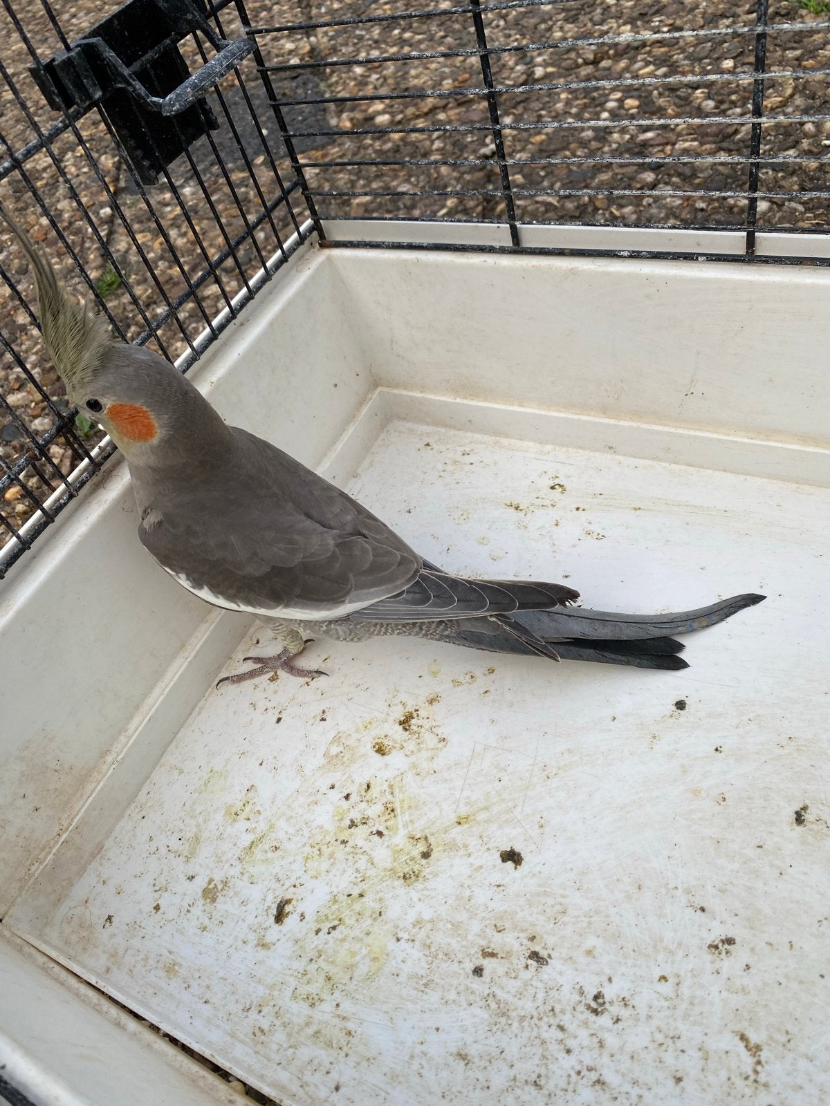 Te koop, Dieren en Toebehoren, Mannelijk