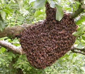 Zwerm / Bijenzwerm gezien?, Dieren en Toebehoren, Bijen