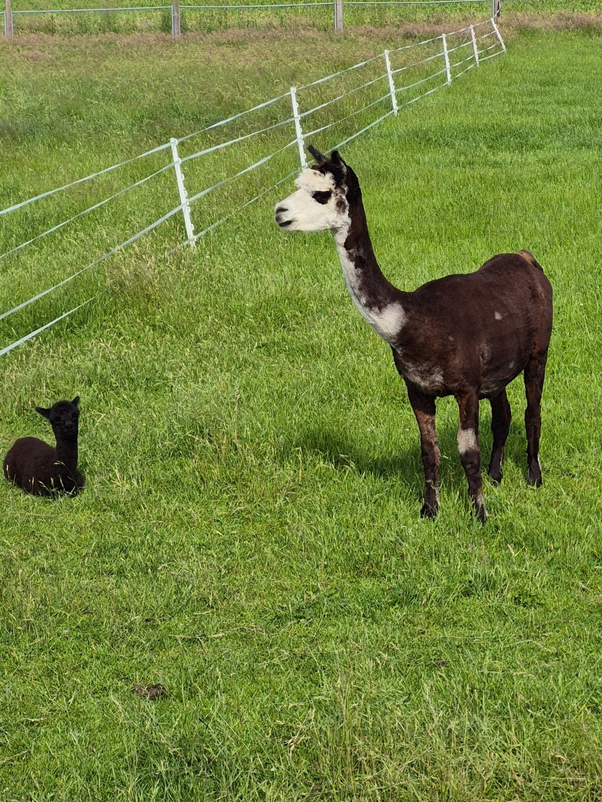 Alpaca merrie met hengst veulen, Mei, Vrouwelijk