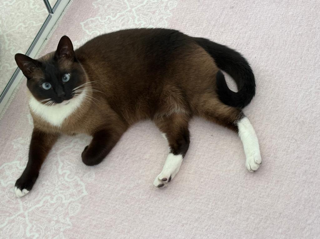 Mooi Siamese poes zoekt liefdevol thuis, Poes, Kortharig, 3 tot 5 jaar