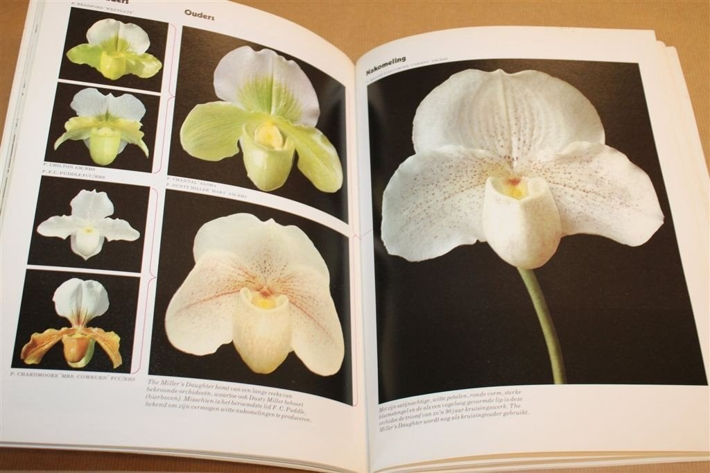 Orchideeën — Kweken en Verzorging — Gids, Boeken, Ophalen of Verzenden, Gelezen, Bloemen, Planten en Bomen