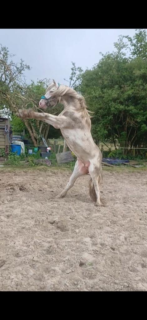 Ter dekking/ te koop cremello tinker, Dieren en Toebehoren, Hengst