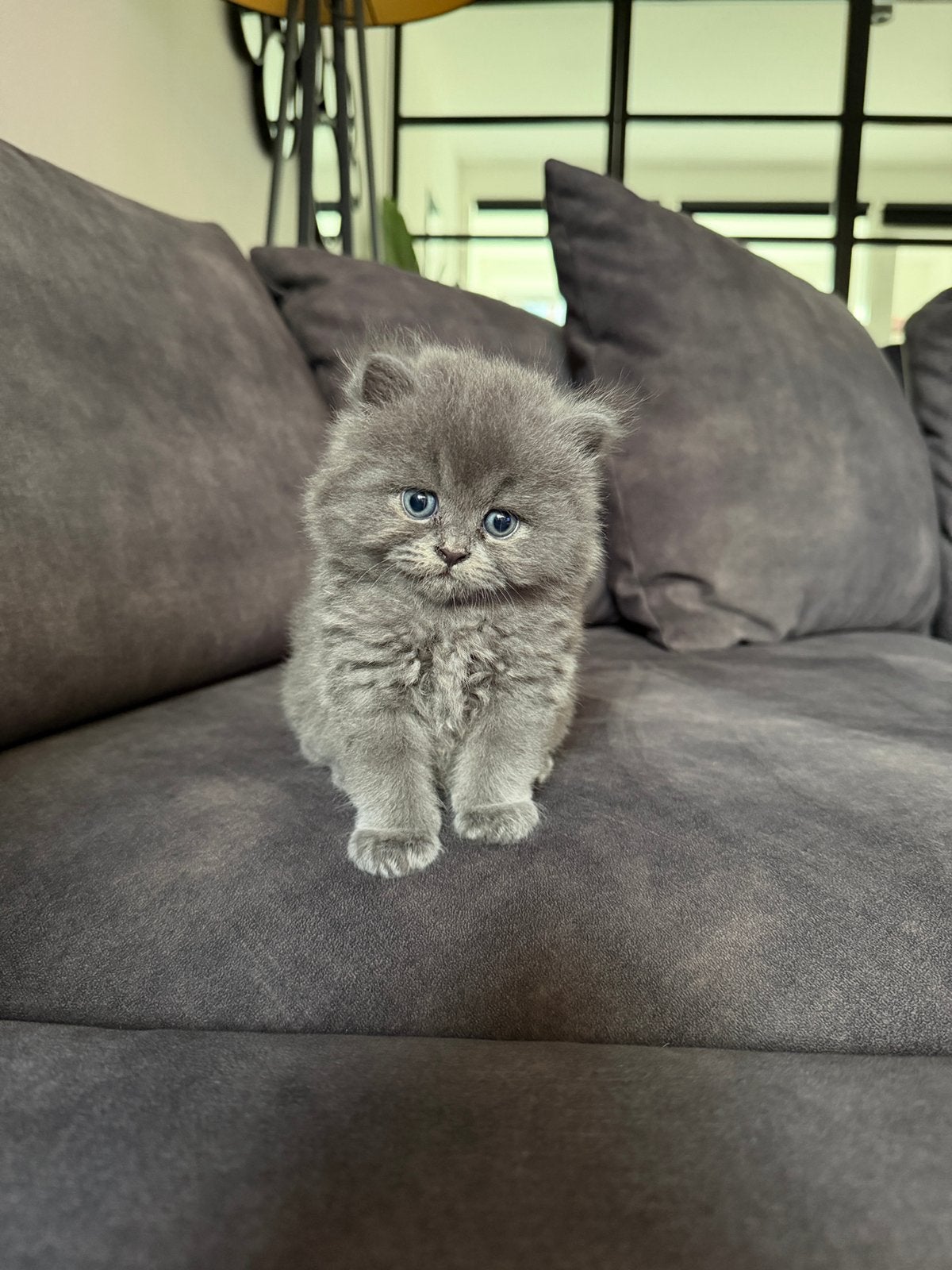 Brits langhaar kitten 🐾, Kater, Ontwormd