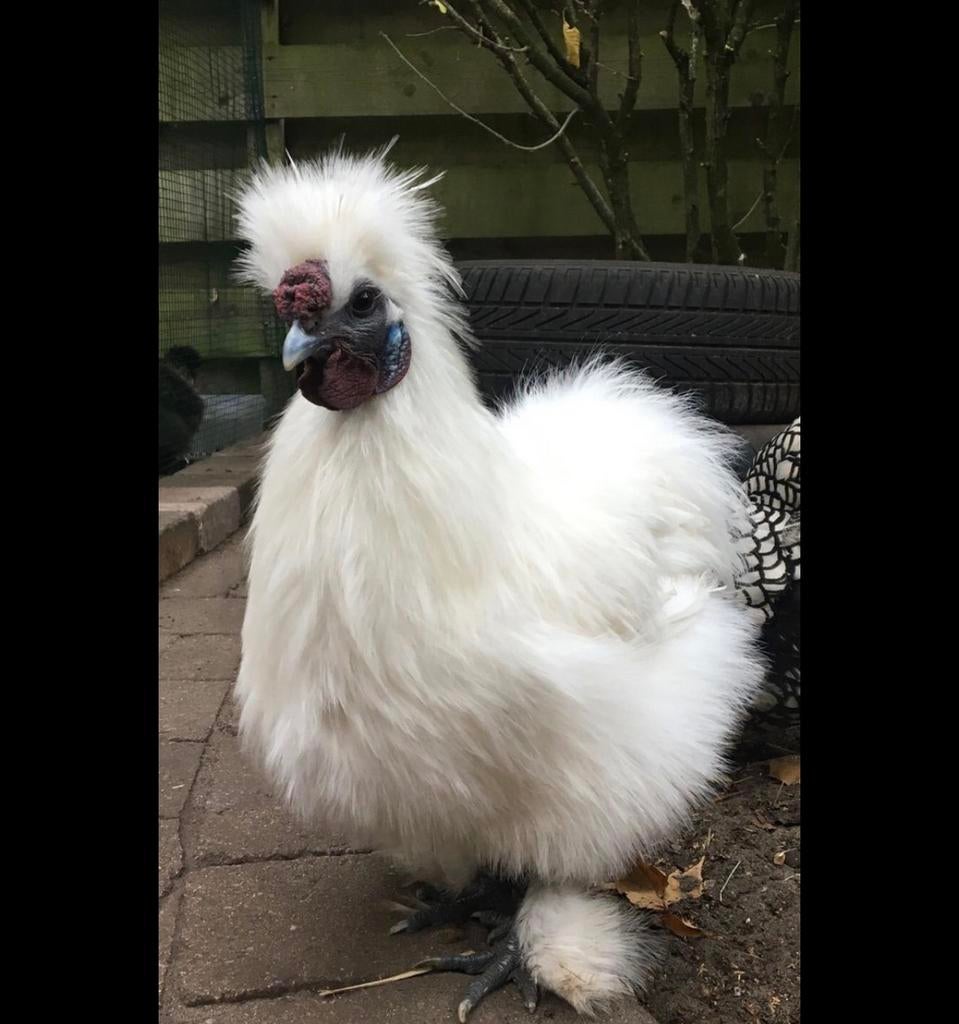 Zijdehoen kriel haan gezocht!, Dieren en Toebehoren, Pluimvee, Mannelijk, Kip