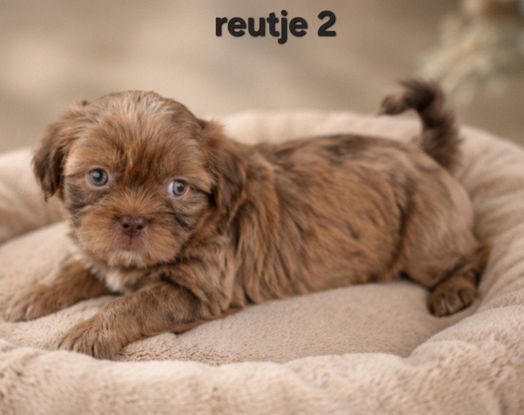 Super mooie gezonde boomer pups. Maltezer maal shih tzu, Parvo, Overige rassen, 8 tot 15 weken, Meerdere
