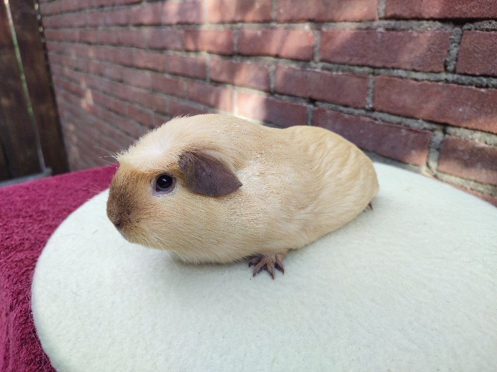 Cavia, Mannelijk, Tam, Maart, Cavia