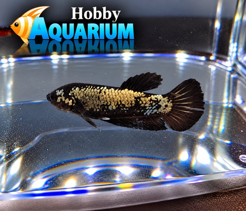 Hobbyaquarium  Betta SP Plakat Black Samurai 21 okt 12/20uur, Vis, Zoetwatervis