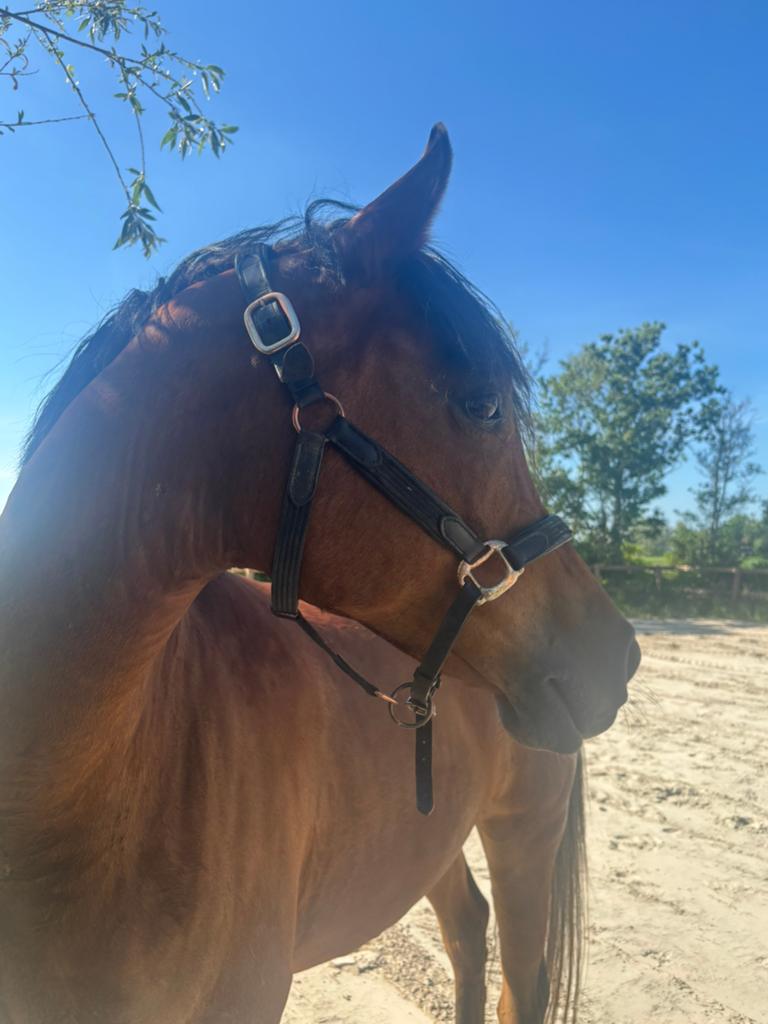 Prachtige E pony, Dieren en Toebehoren, Paarden, Ruin, B, Minder dan 160 cm, 7 tot 10 jaar, Recreatiepaard, Met stamboom, Gechipt