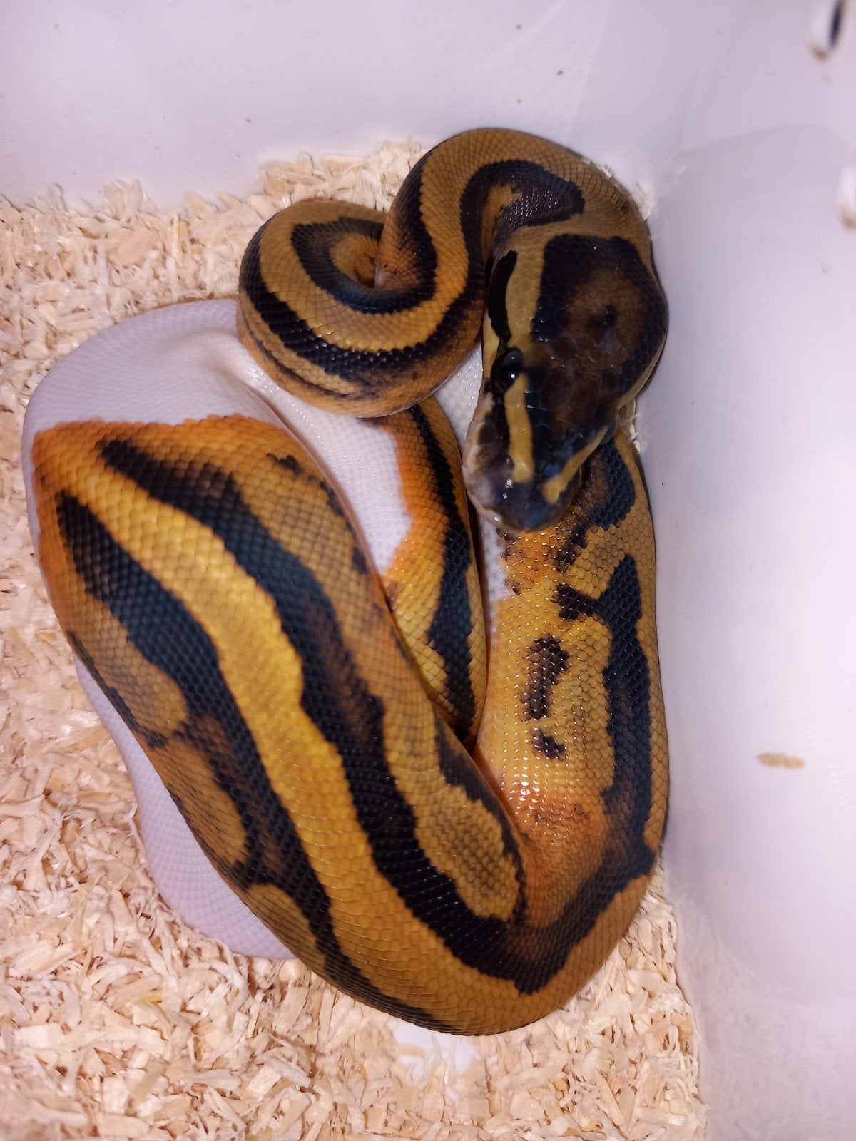 nk26 python regius koningspythons ballpython, Dieren en Toebehoren, Slang, Tam, 0 tot 2 jaar