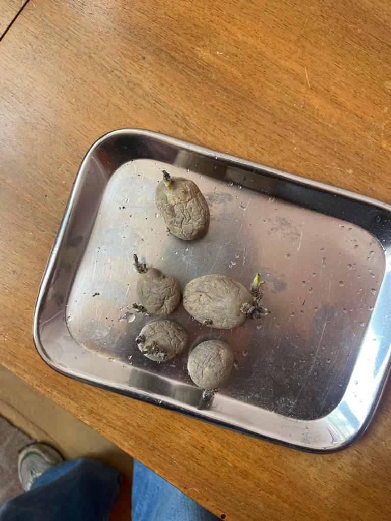 Biologische Pootaardappelen voorgekiemd, Tuin en Terras, Bloembollen en Zaden, Ophalen