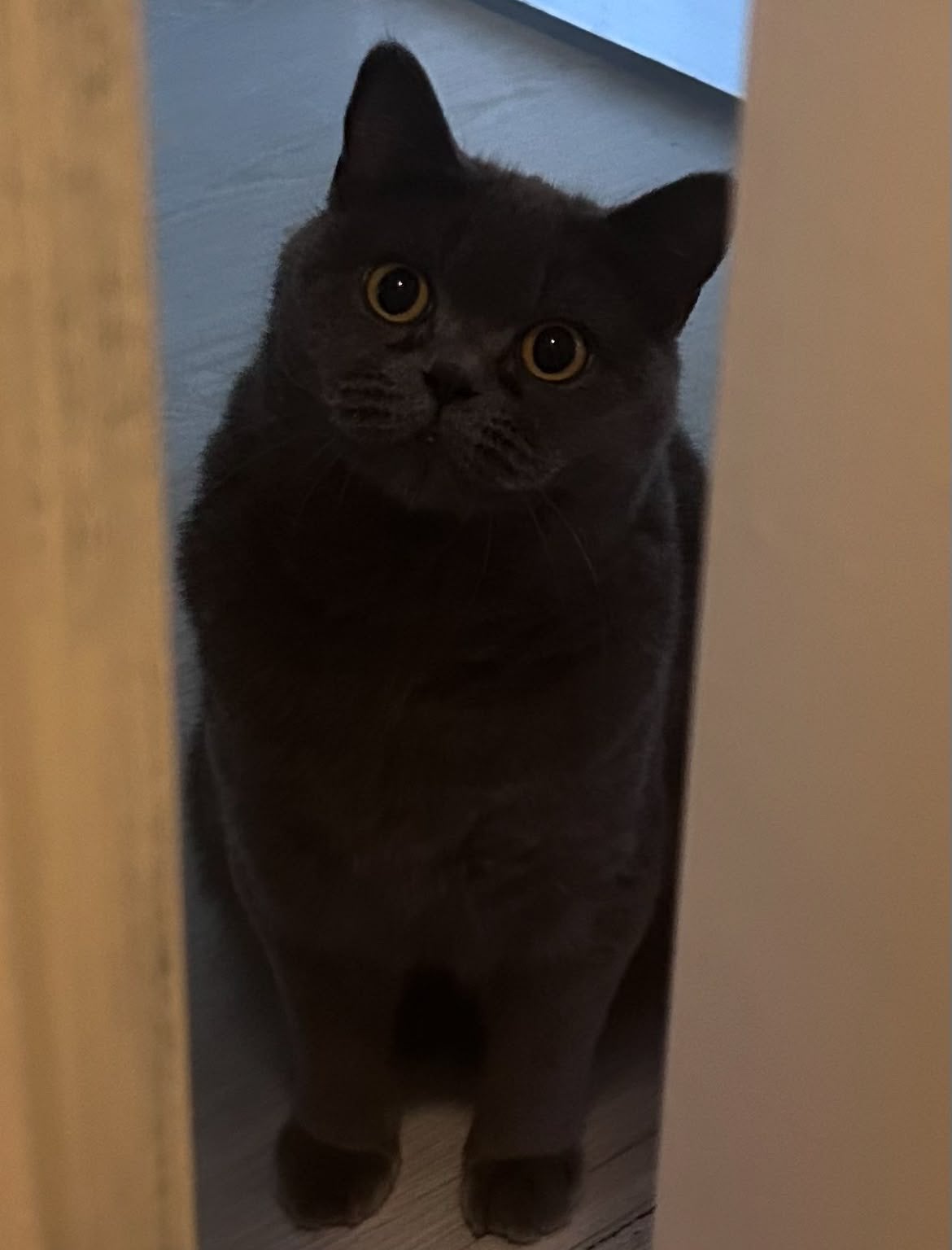 Britse Korthaar poes te koop, Dieren en Toebehoren, Katten en Kittens | Raskatten | Korthaar, Poes, Ontwormd, 3 tot 5 jaar