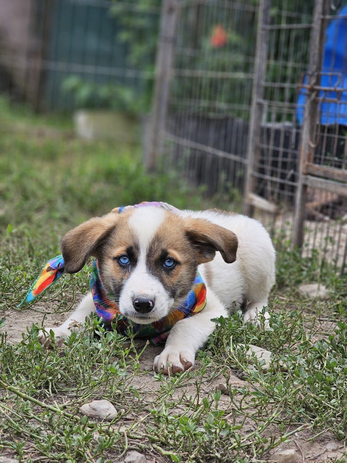 Pup Breeze zoekt een baasje, 15 weken tot 1 jaar, Buitenland, Eén hond, Klein