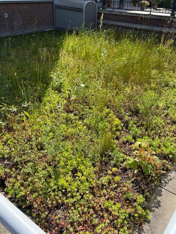 Sedum cassettes voor groendak 50x50x8 144 stuks, Ophalen, Bodembedekkers, Volle zon, Vaste plant