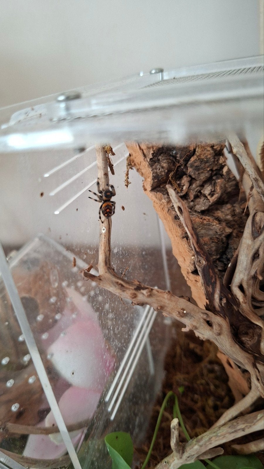 female rastafari jumping spider springspin vrouw fh7, Spin of Schorpioen
