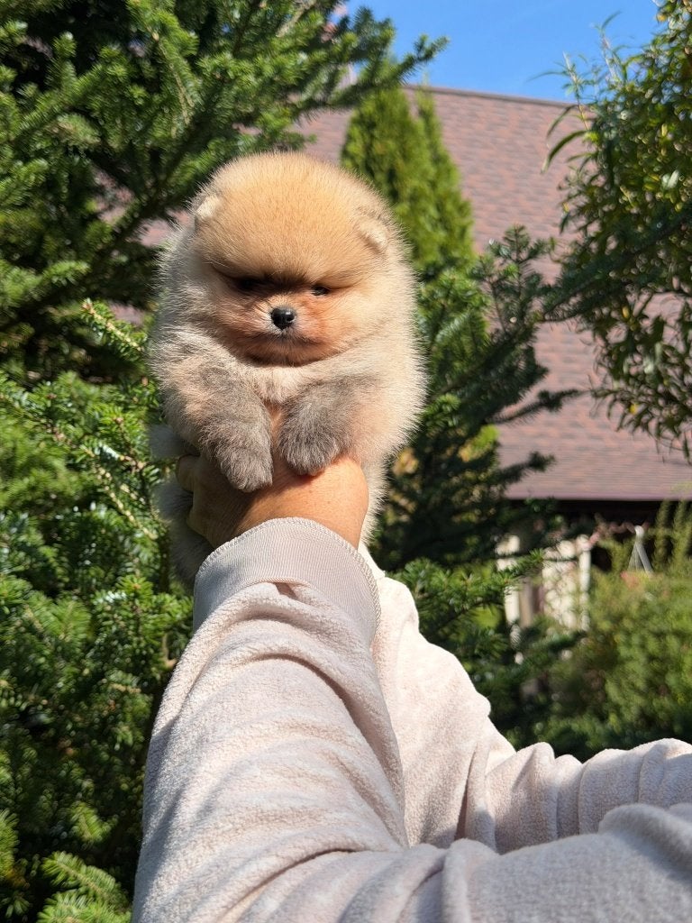 Pomeriaan pup reutje Orange Sable – Bear type, Dieren en Toebehoren, Nederland, Keeshond, Reu, 8 tot 15 weken