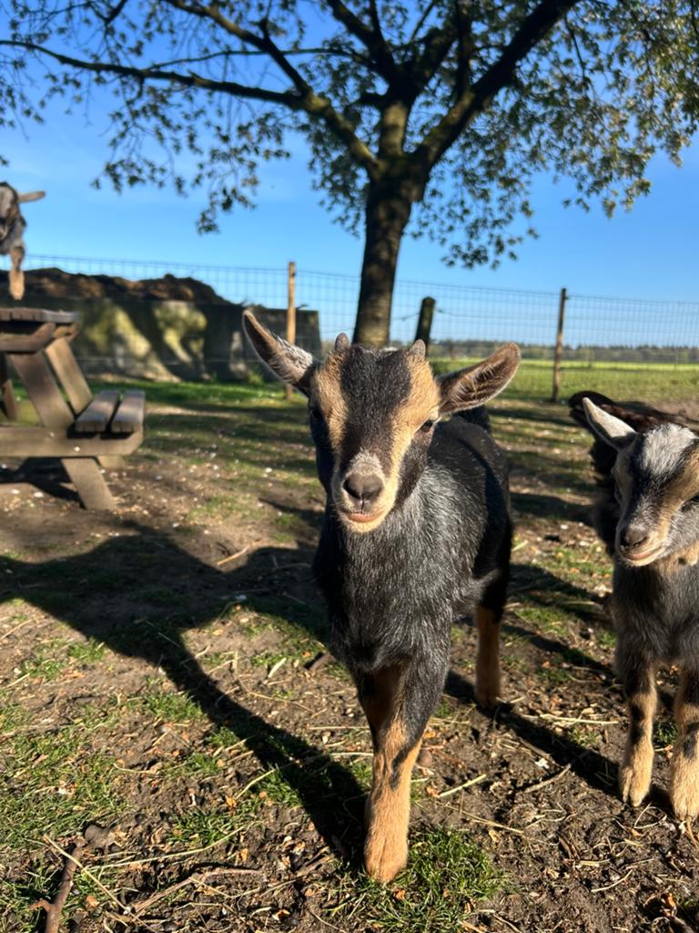 Blauwschimmel dwerggeit bokjes, Dieren en Toebehoren, Mannelijk, Geit