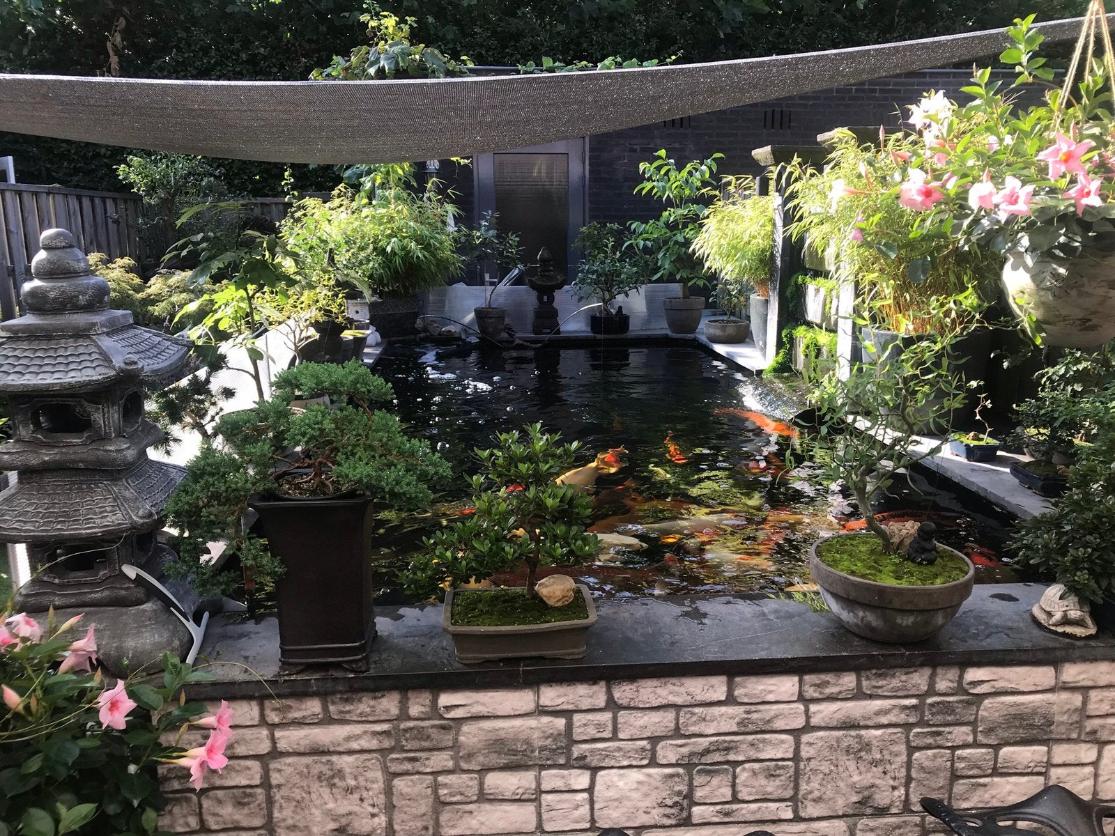 37 Japanse koi’s 15 met certificaat Minimale afname: 5 koi’s, Dieren en Toebehoren, Vissen | Vijvervissen, Karper of Koi