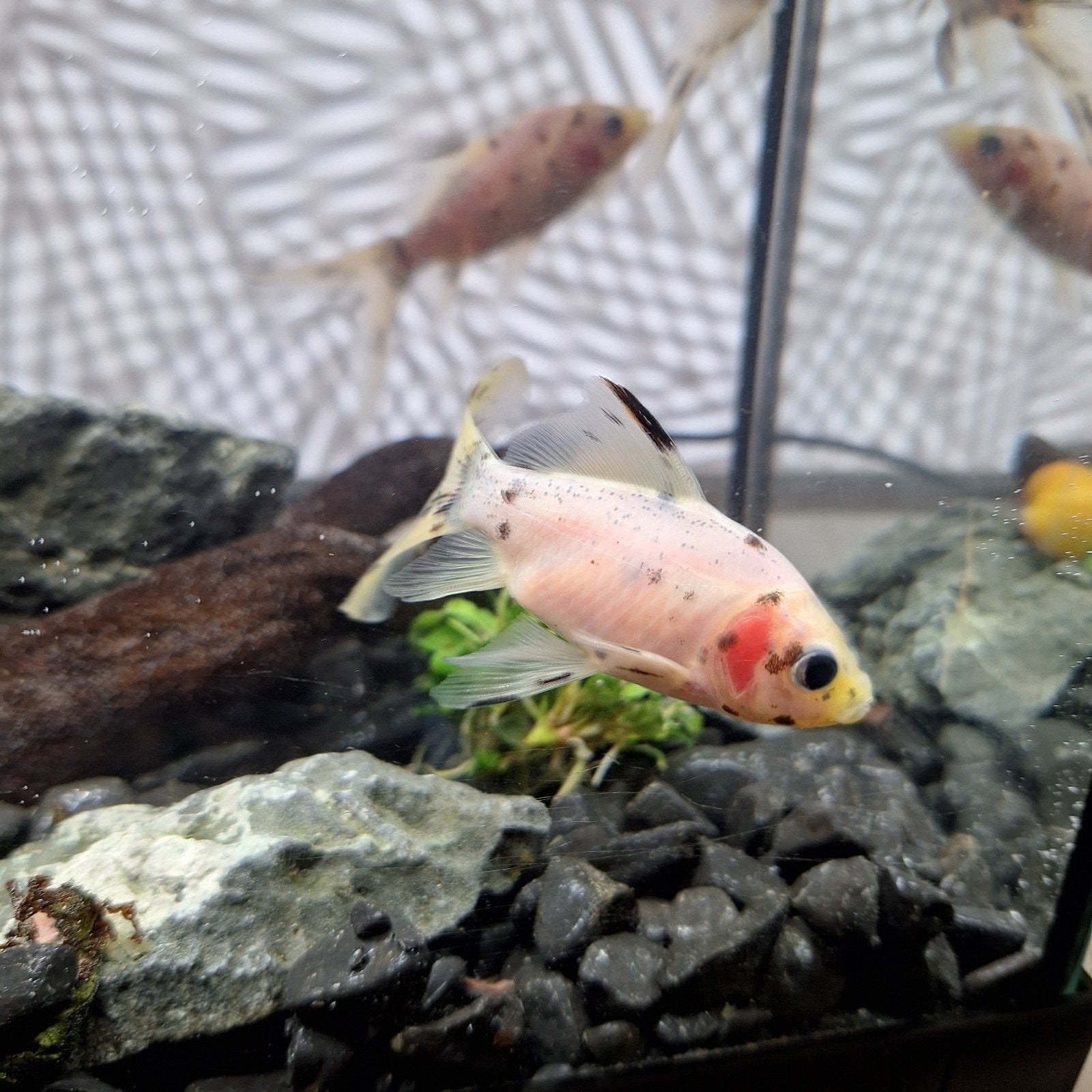 Shubunkin, Vis, Zoetwatervis