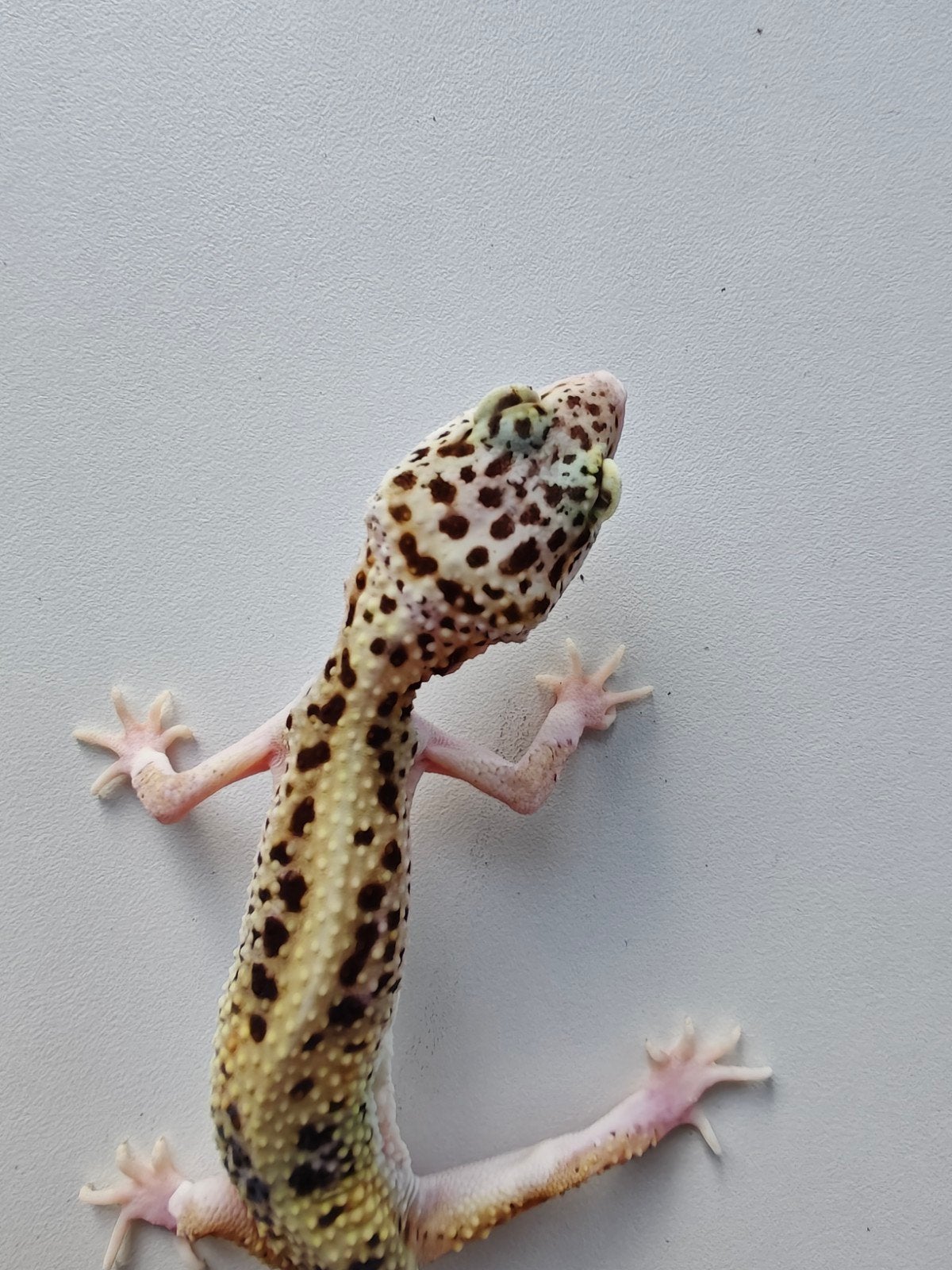 Lichtgele luipaardgekko met prachtige kleuren Leopard Gecko photo 4