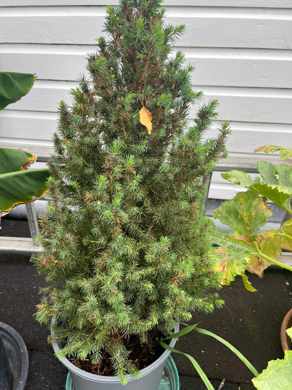 Dwergspar- mini kerstboom, Bloeit niet, Overige soorten, Minder dan 100 cm, Ophalen
