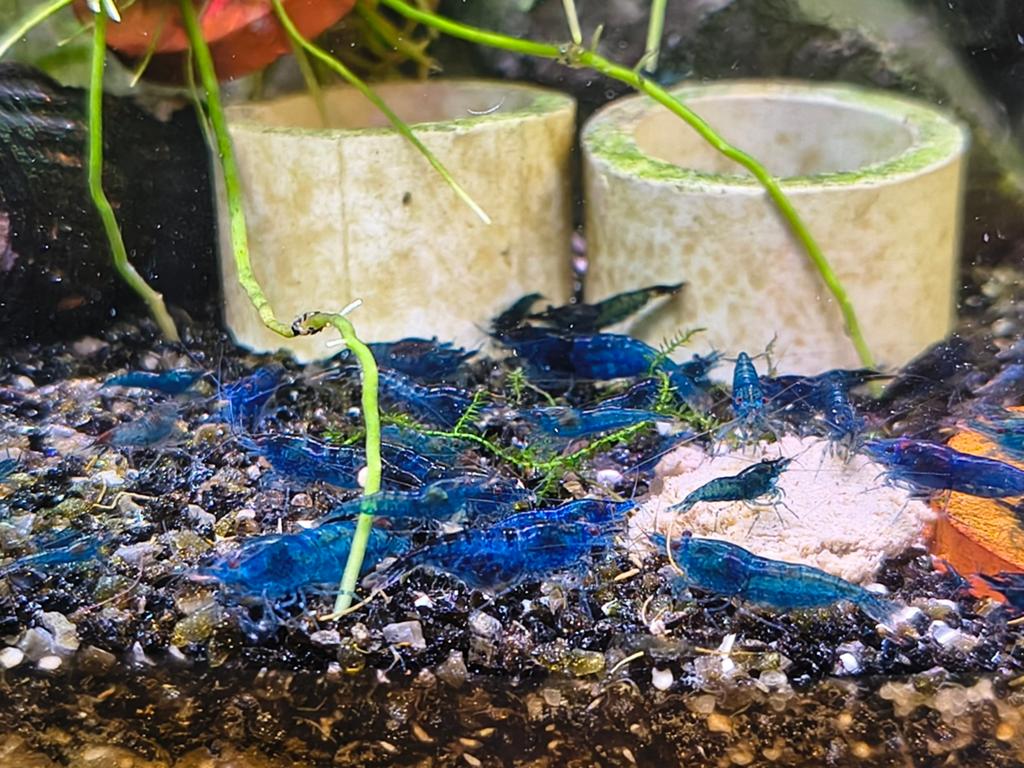 Garnalen Neocaridina , blauwe, Rode, gele. Kraanwater, Kreeft, Krab of Garnaal