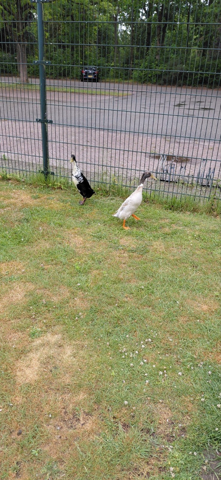 Loop eenden, Meerdere dieren, Eend