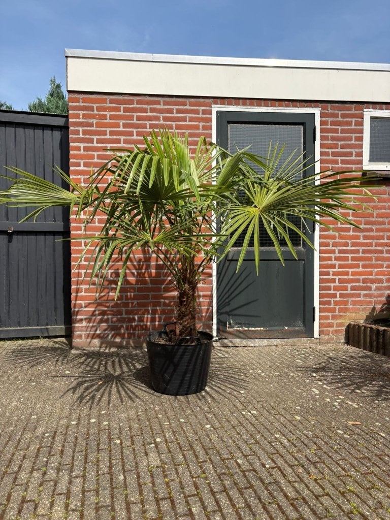 Palmboom, Volle zon, Vaste plant, Bloeit niet, Ophalen