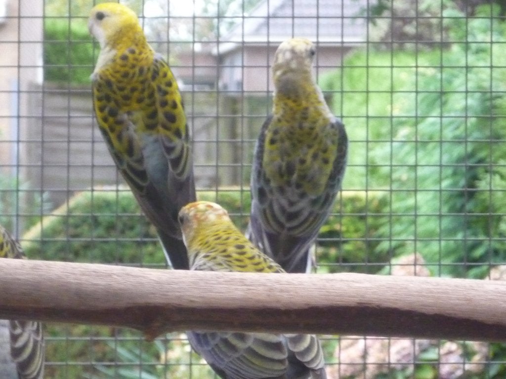 Bleekkop rosella, Meerdere dieren, Parkiet, Geringd
