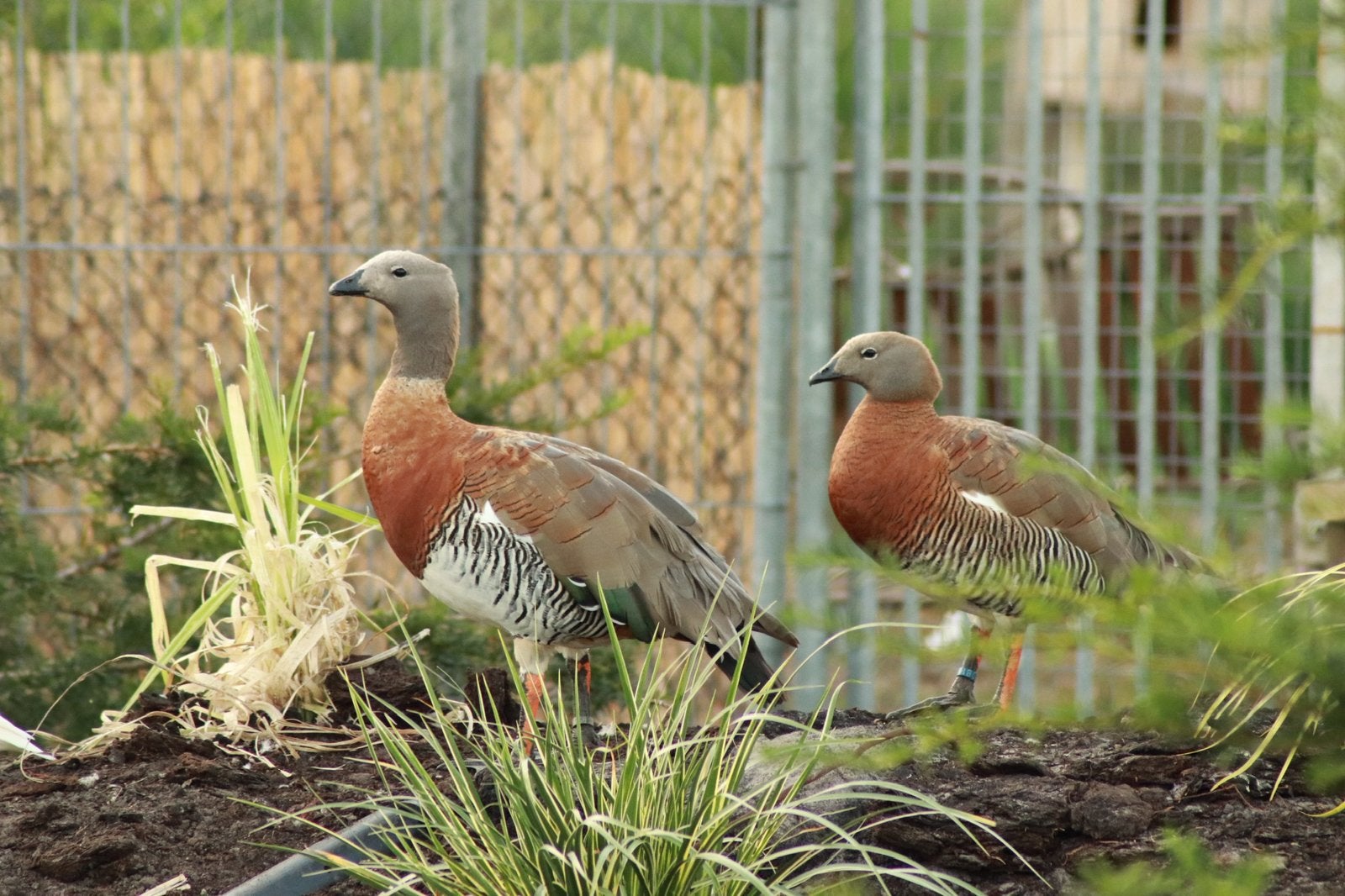 Bewezen koppel grijskopganzen, Dieren en Toebehoren, Pluimvee, Meerdere dieren
