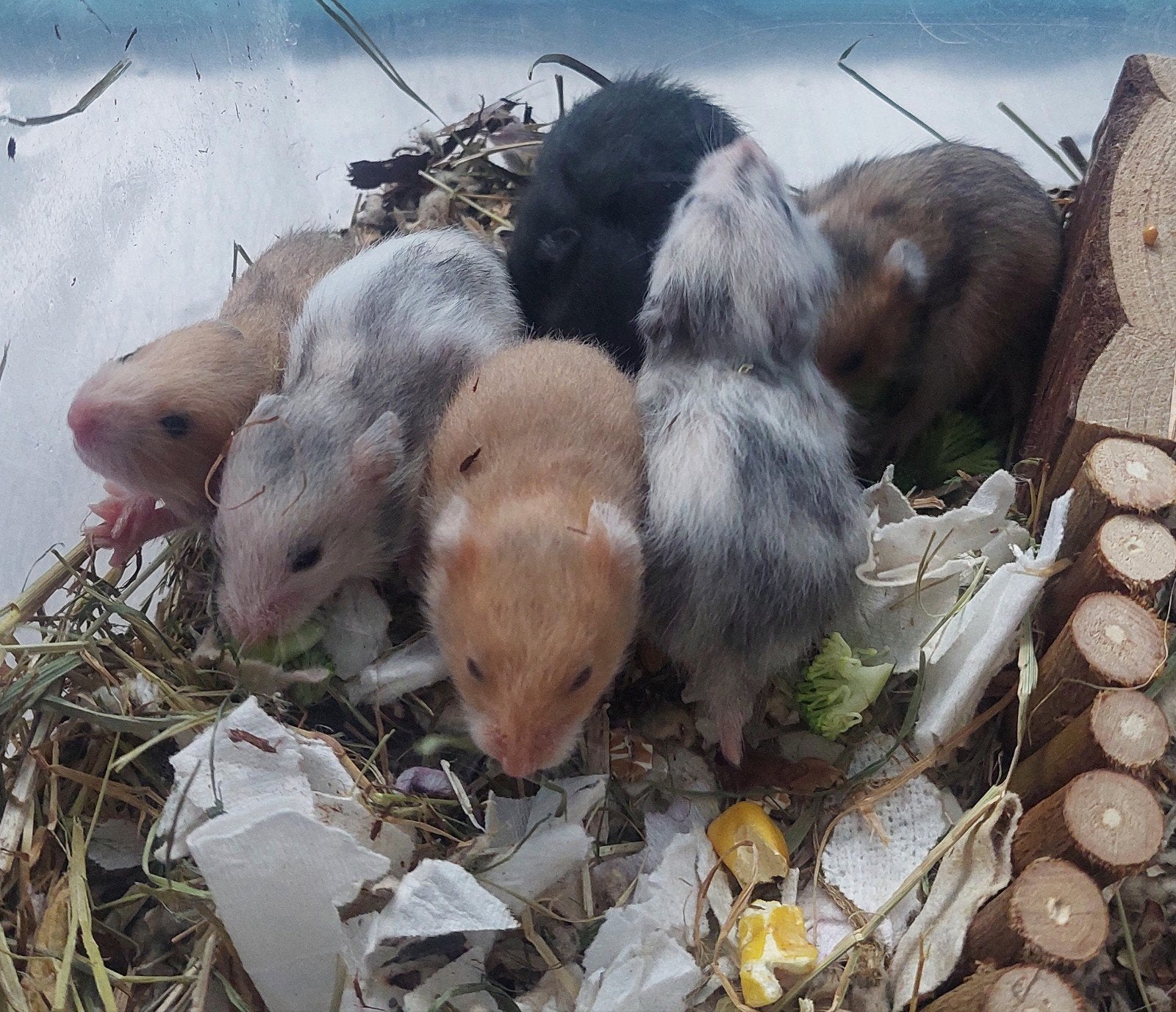 baby goudhamsters, Hamster, Meerdere dieren, Tam, September