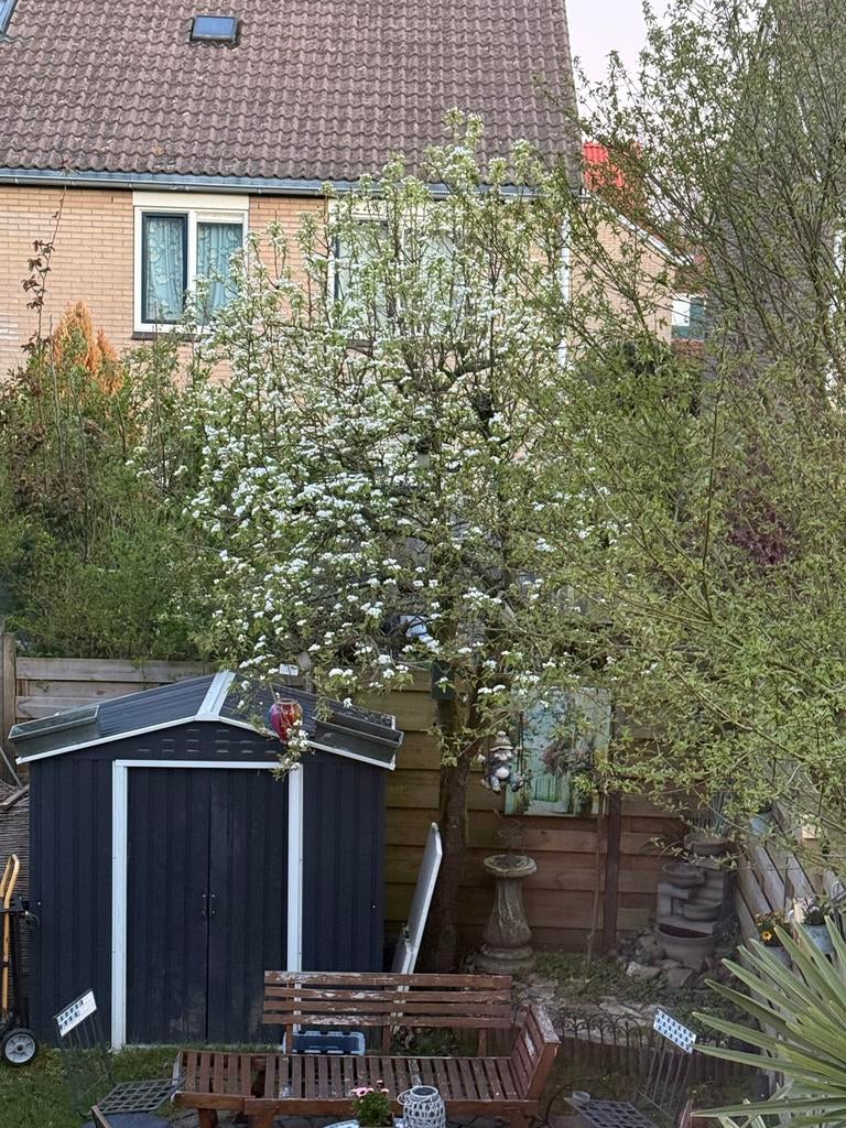 Perenboom te koop, Ophalen of Verzenden, Volle zon, Overige soorten