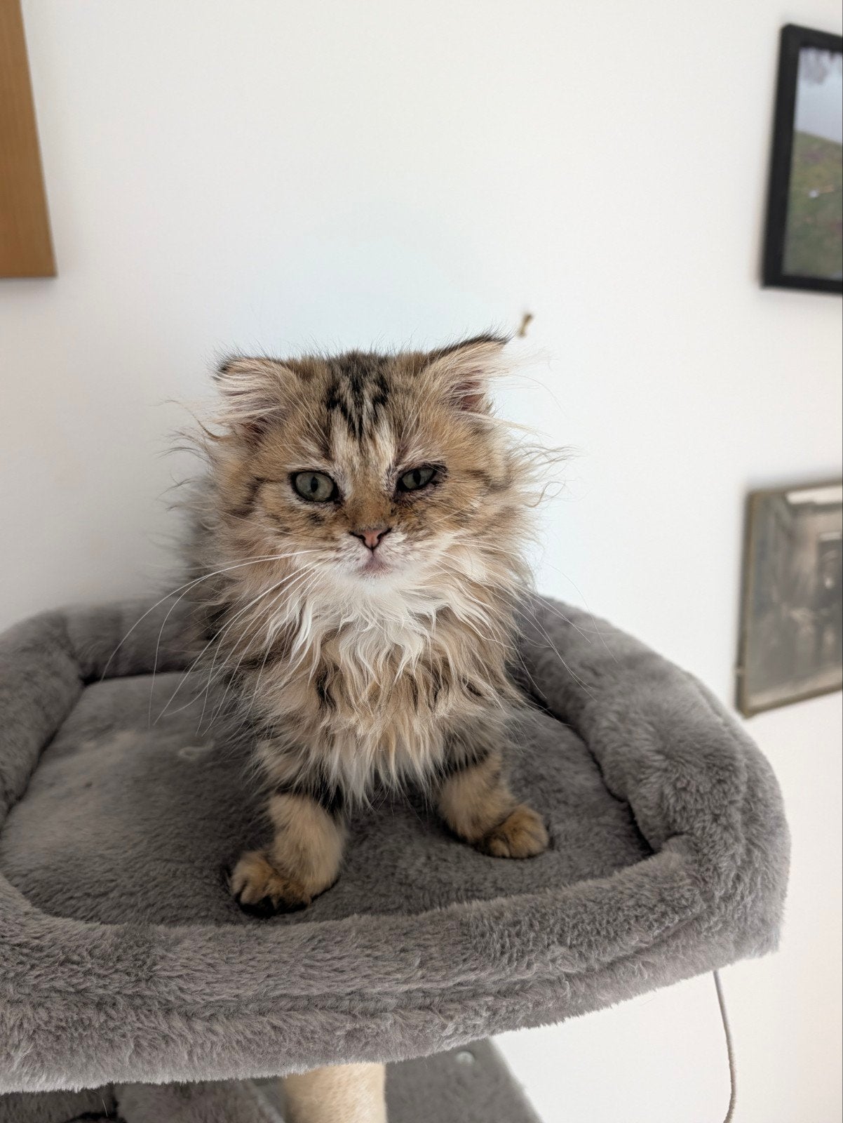 tekoop poes tijger langhaar. 17 weken, Dieren en Toebehoren, Poes, Gechipt, 0 tot 2 jaar