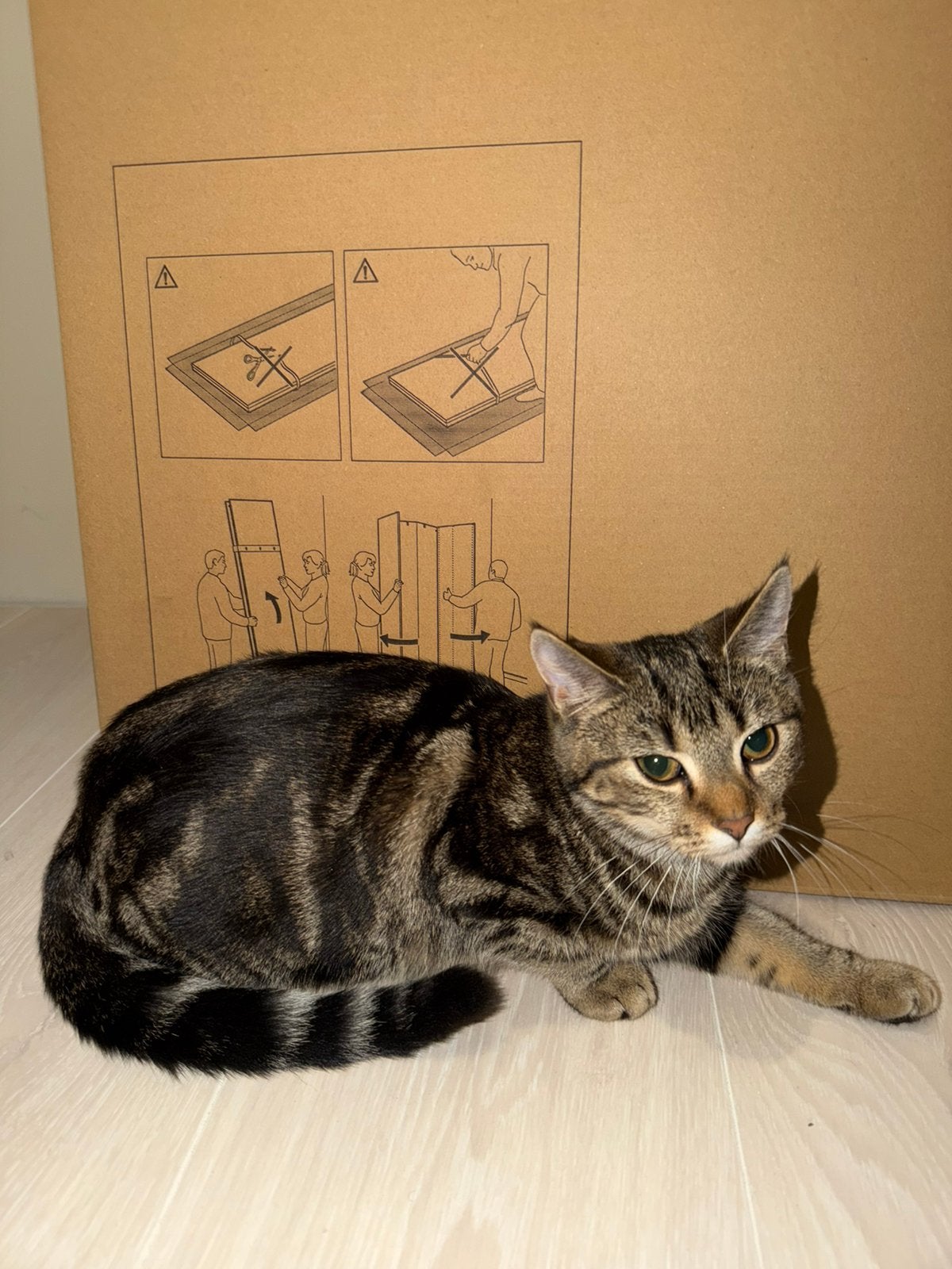 Poesje kitten GRATIS, Dieren en Toebehoren, Poes