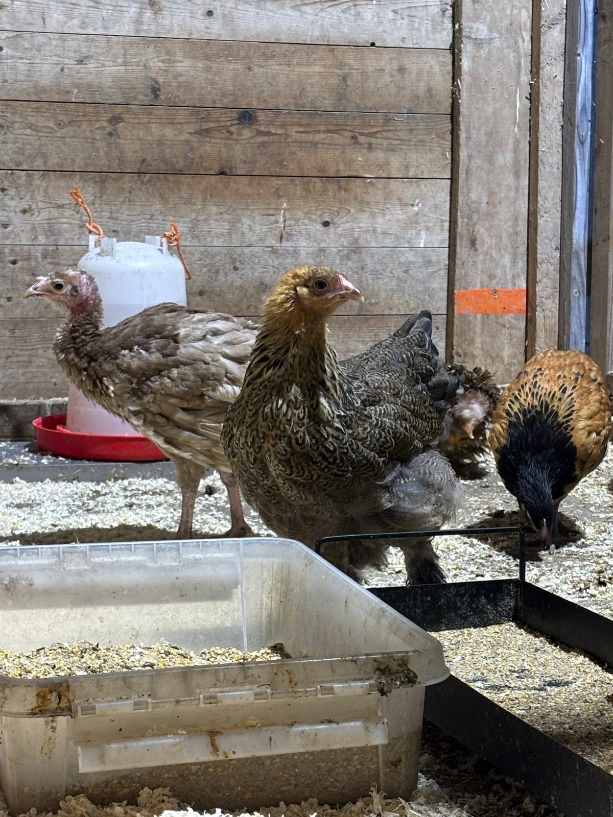 Brahmas te koop, Mannelijk, Kip