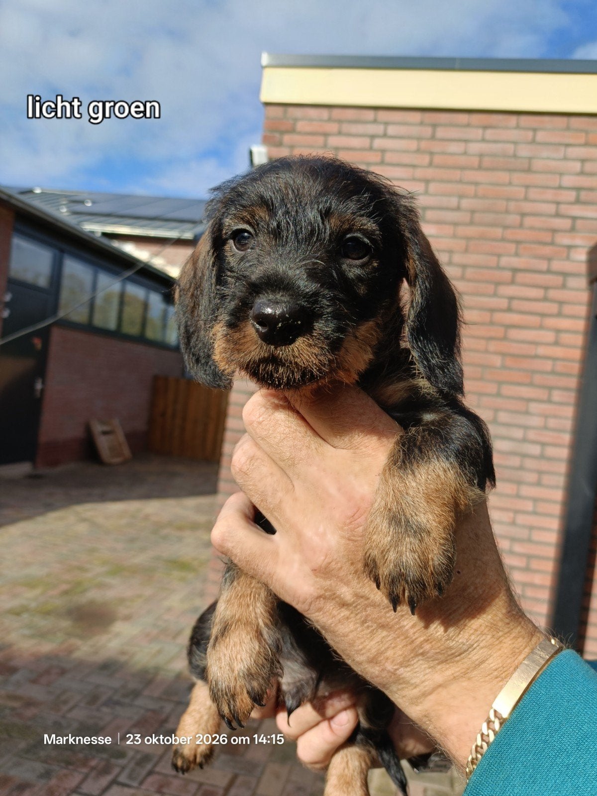 ruwharige teckel pups, Dieren en Toebehoren, Dwerg, Meerdere, Meerdere dieren, Ruwhaar