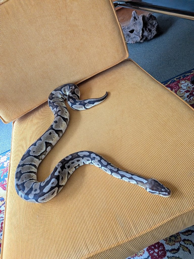 Tamme Koningspython (115cm, vrouw) Ball Python - female for sale from Thomas Overbeeke