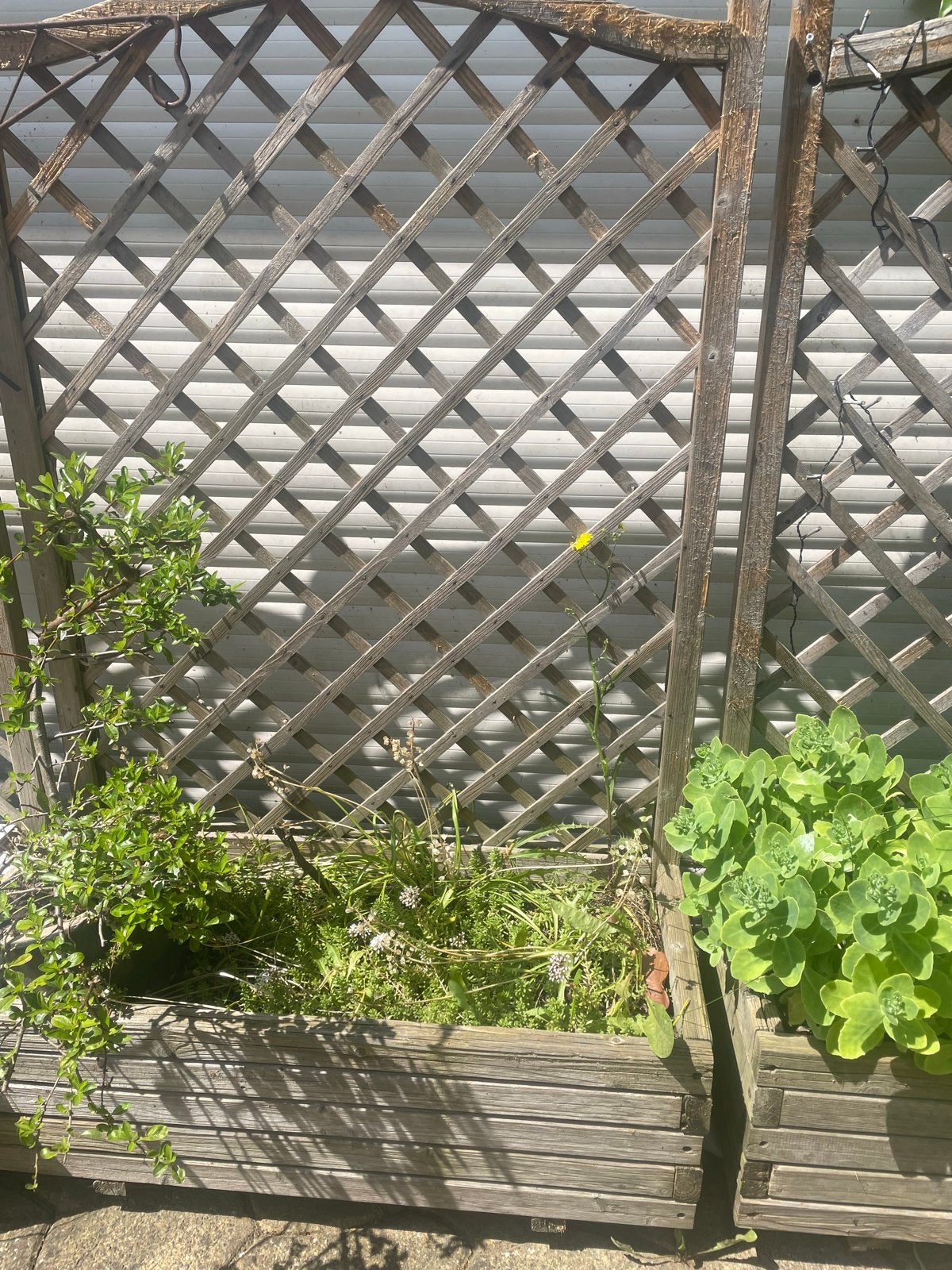Houten plantenbak met klimrek 90 br 140 hoog, Gebruikt, Balkon, Ophalen of Verzenden, 60 tot 100 cm