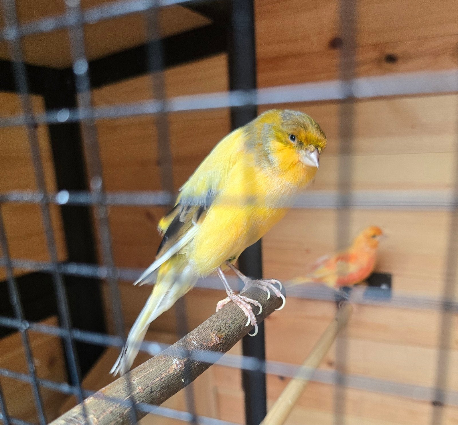 yorkshire kanarie man, Meerdere dieren, Kleurkanarie