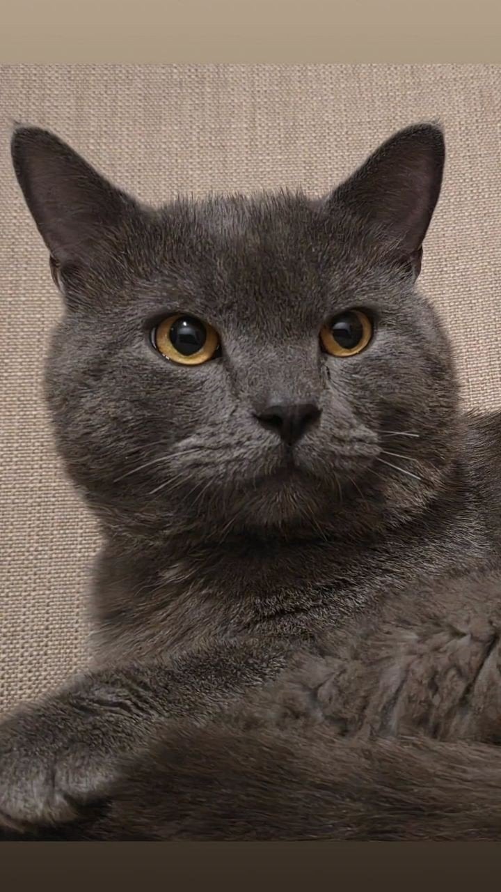 Een mannelijke Britse korthaarkat ter adoptie (gratis), Kater, Kortharig, 0 tot 2 jaar
